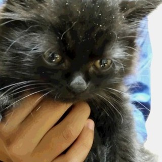 もふもふ黒猫子猫