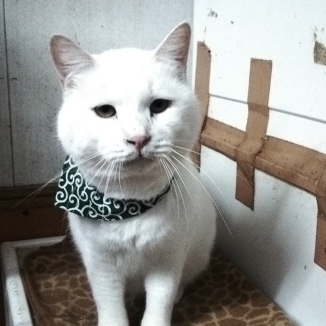 やまとにゃんのカバー写真