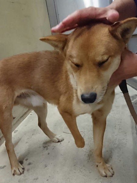 ｓｏｓ 猪罠にかかった迷子犬 香川県 犬の里親募集 ペットのおうち 月間利用者150万人