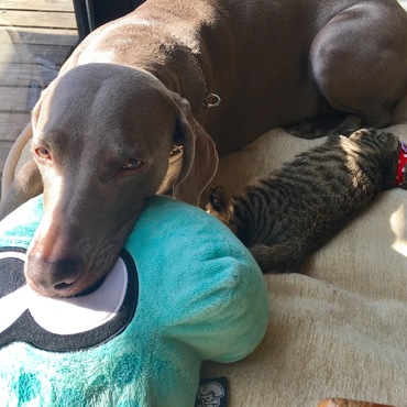 日向ぼっこシスターズ