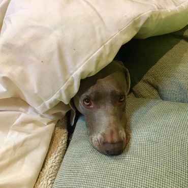 寒さには滅法弱いのは知ってるけど、布団乾燥機かけたベッドに入って熱くないのか。