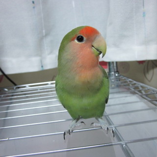 只今交渉中のため一時募集を取り下げます。