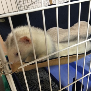 フェレット引き取っください