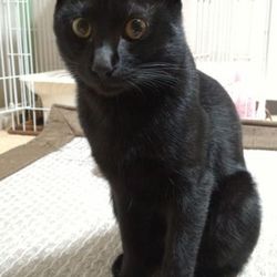 ピッコロ、去勢手術した。