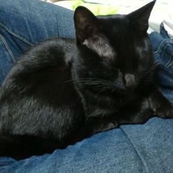 「ピッコロ、去勢手術した。」サムネイル2