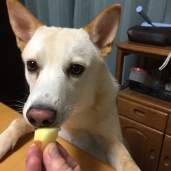 りんごを食べる