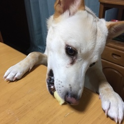 「りんごを食べる」サムネイル2