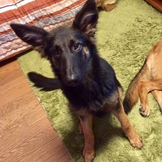 シェパードMIX「ミルコ」