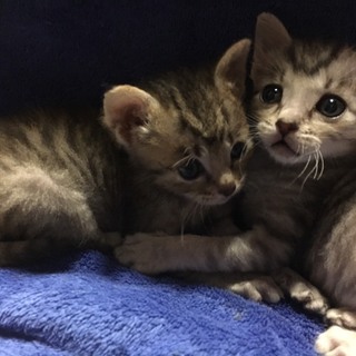 キジトラの可愛い子猫です♪