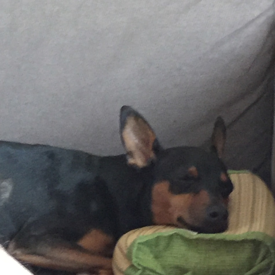 ノインのカバー写真