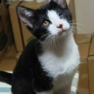 元気一杯、ひいらぎ君里親募集中