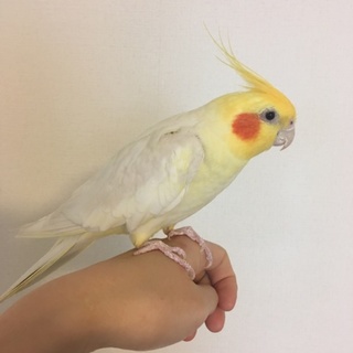 オカメインコの里親募集