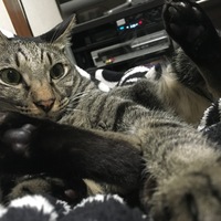 ラモ
