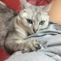 成猫里親募集
