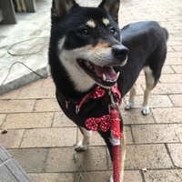 くま子