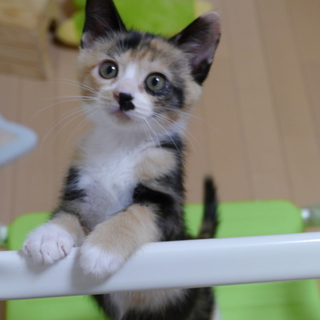 生後2ヶ月の可愛いミケちゃん