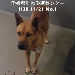 愛媛県動物愛護センターに収容されています！