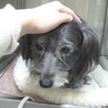 シーズー×ジャックラッセルテリアのかわいい女の子 サムネイル4