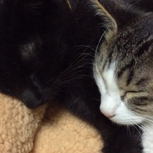 Oっシーのカバー写真