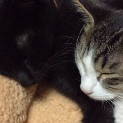 去勢…避妊……