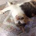 甘えた三毛猫♀３か月