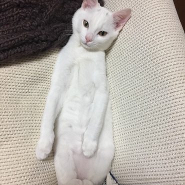 ラムちゃん変な格好でお寝んね♡