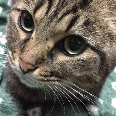 ニコちゃん毛布にくるまりちゅ〜る待つ。