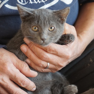 ロシンアブルーMIX、兄妹いっしょ、医療・しつけ済