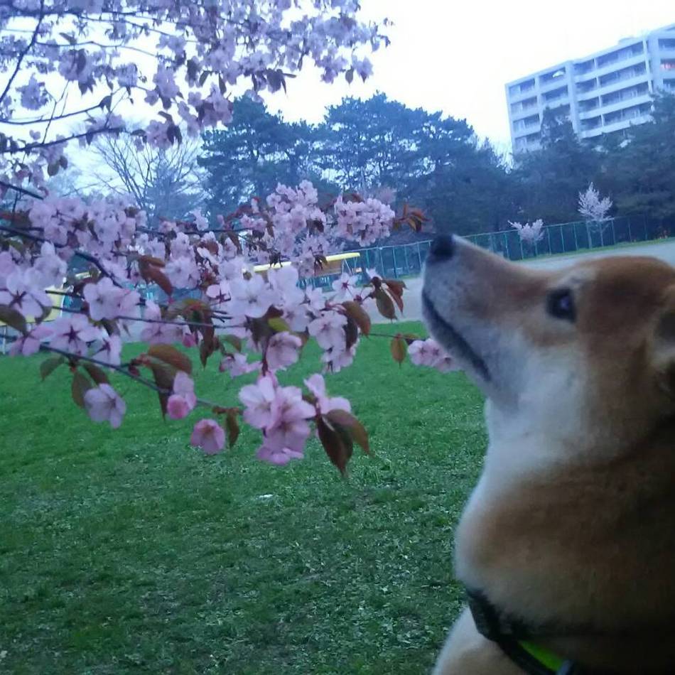 北登のカバー写真