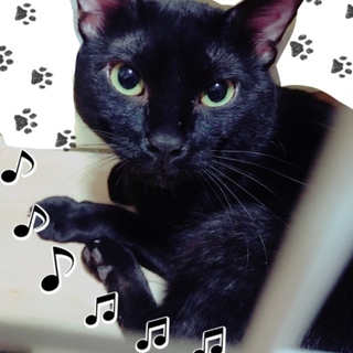 甘えたな黒猫