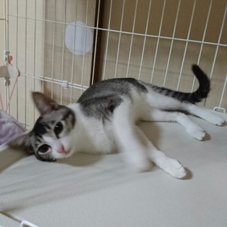 きれながの美猫の琉奈ちゃん