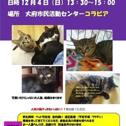 冬はやっぱ猫だしな！！さあ12月がきちゃったぞ！