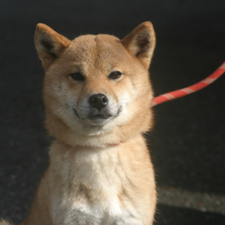 2歳　柴犬　女の子
