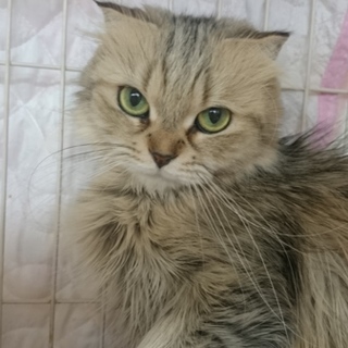 スコF☆とらみちゃん☆女の子・半折耳・5歳・中長毛