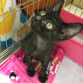 ありがとうございました