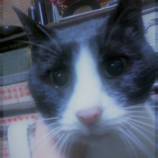 11歳ですが飼育費を毎月払います