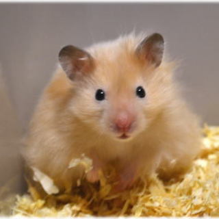 サテン毛長ハムスター