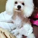 11ヵ月プードルホワイト女の子