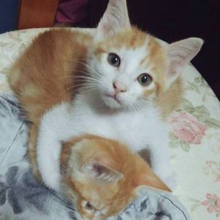 人懐っこい茶シロの男の子