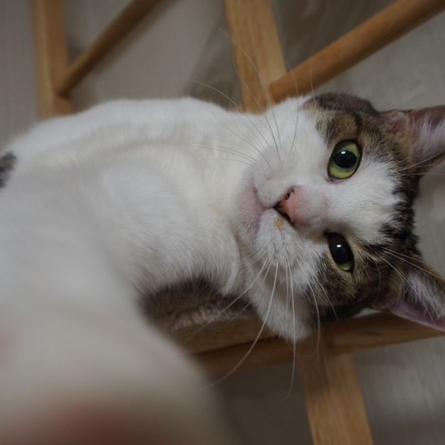 ねこにくきゅうのカバー写真