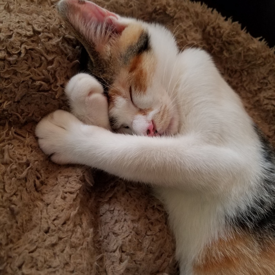 きなこのカバー写真