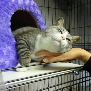 捨てられていました！この子を家族に迎えて下さい