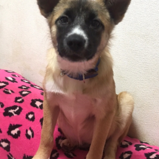 大人しくて可愛い 生後４ヶ月 女の子 愛知県