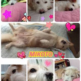 ミコトちゃん（♀）