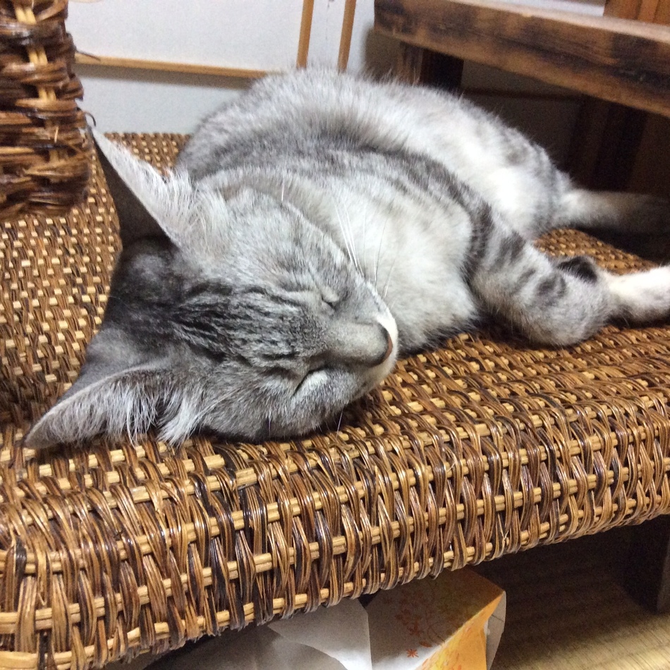 れんくんのカバー写真