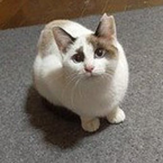 シャムMIXの可愛いスフレちゃん♀