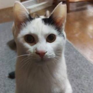 シャムMIXイケニャンのベイクくん♂