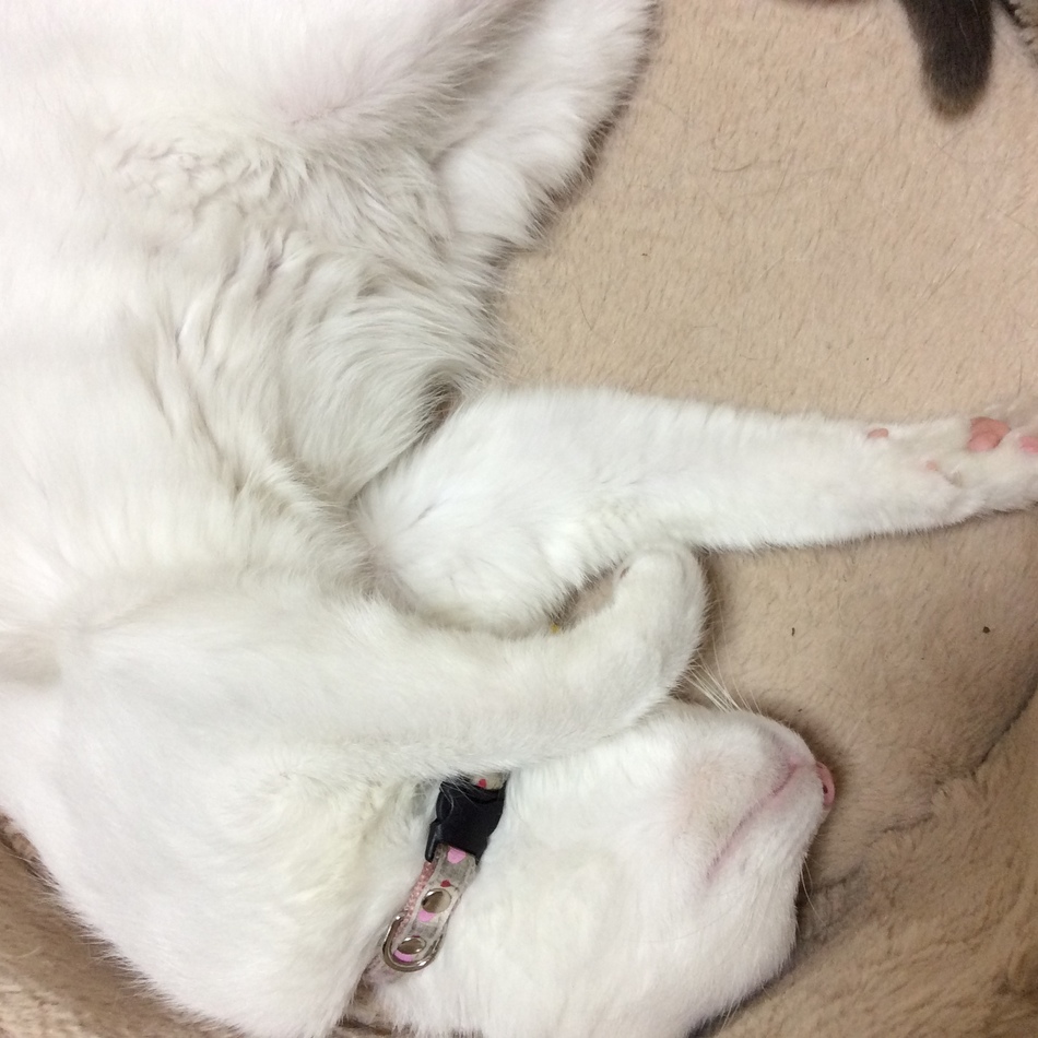 みゅうちゃんのカバー写真