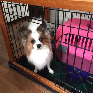 甘えんぼうのパピヨンです【里親さん選定中】