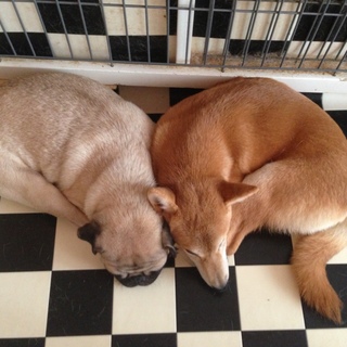 パグ＆柴犬 ２匹一緒に引き取ってくれる方